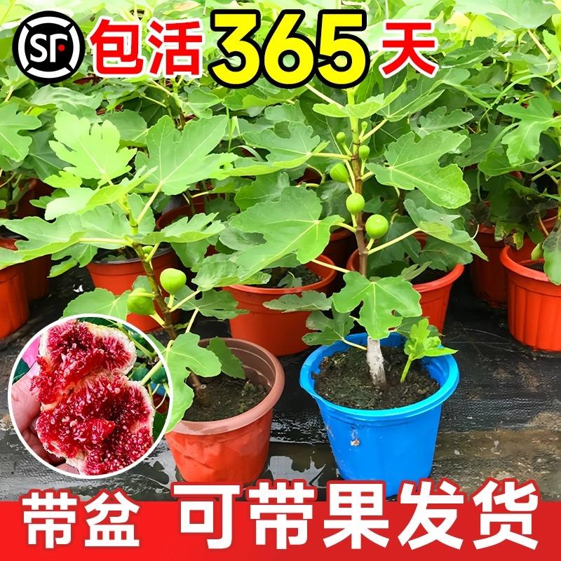 无花果树果苗带果盆栽波