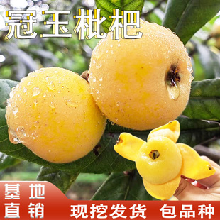 正宗冠玉枇杷苗嫁接特大果枇杷树南北方庭院地栽盆栽种植当年结果