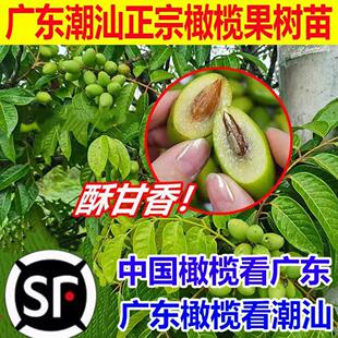 潮汕甜橄榄树树苗嫁接三棱脆甜青橄榄苗纯甜回甘盆栽地栽当年结果