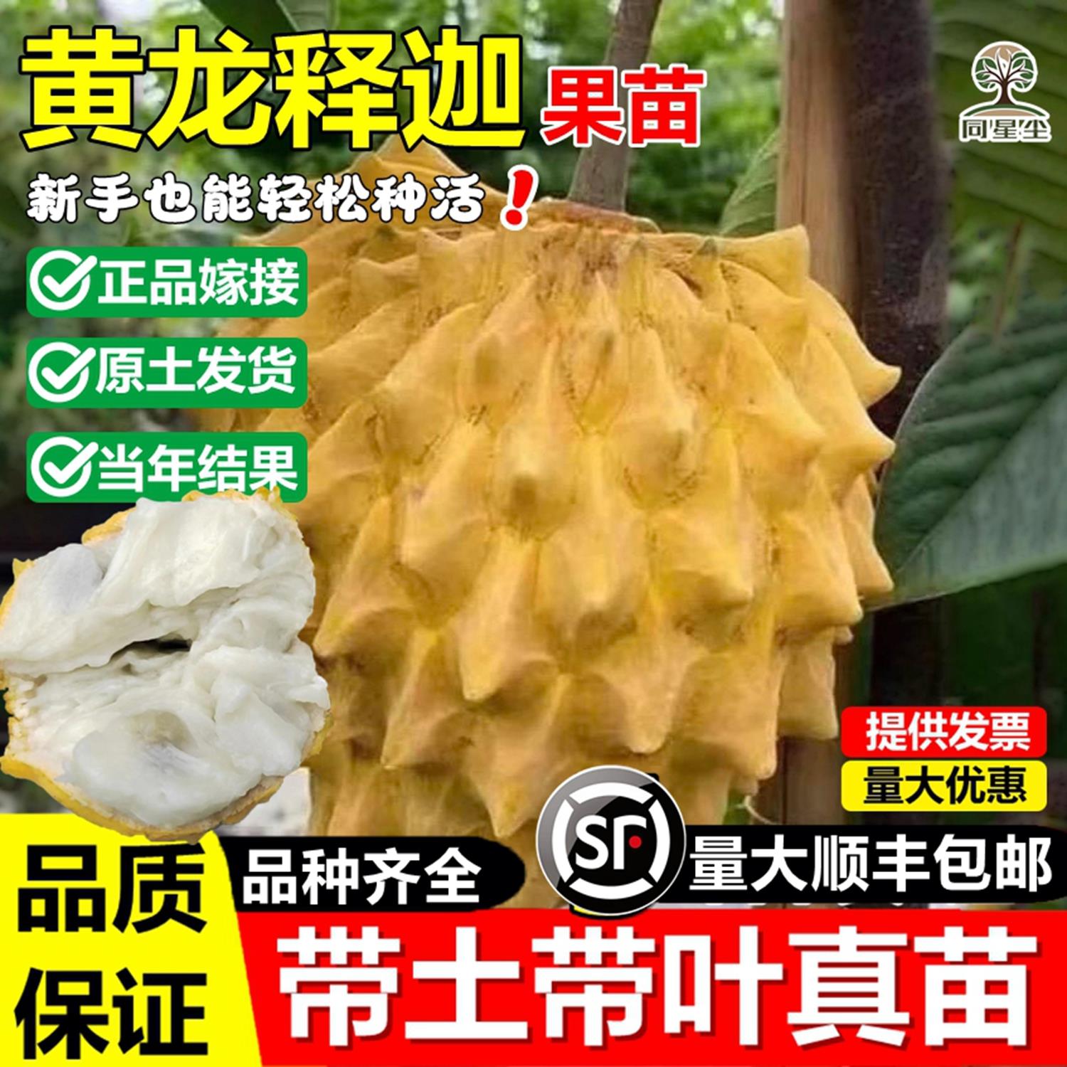 黄龙释迦果嫁接树苗玫瑰