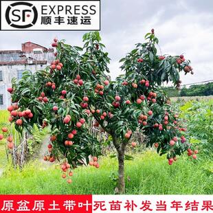 荔枝树苖妃子笑桂味果树盆栽嫁接无核水果树苗糯米糍果苗当年结果