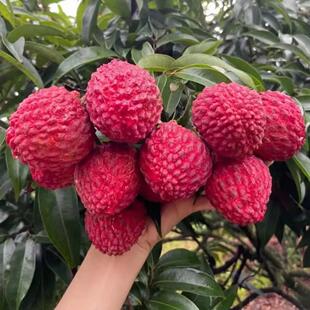 玲珑荔枝 嫁接荔枝树苖荔枝王水果树苗南方果苗当年结果