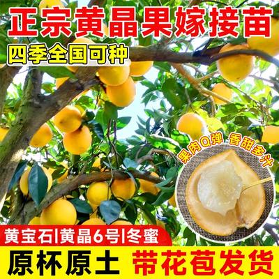黄晶果树苗嫁接黄金久蜜