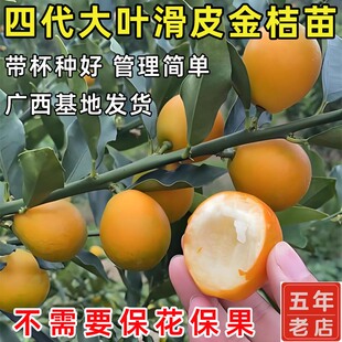 脆皮金桔树树苗广西融安第四代大叶滑皮金桔树苗四季嫁接果树果苗