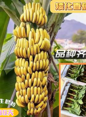 矮化香蕉粉蕉小米蕉皇帝蕉芭蕉苹果蕉红香蕉树苗南北方盆栽地栽