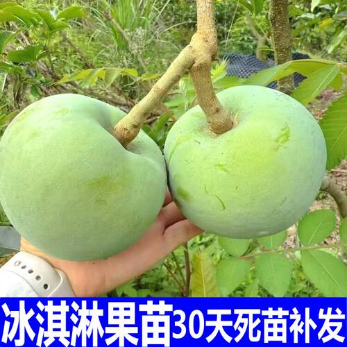 冰淇淋果苗嫁接麦迪尔白