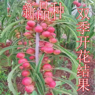 超大油甘果苗正宗嫁接苗盆栽地栽当年结果苗特甜红油甘果树苗南方