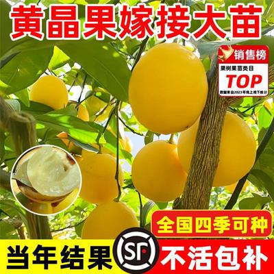 黄晶果树果苗正宗嫁接黄