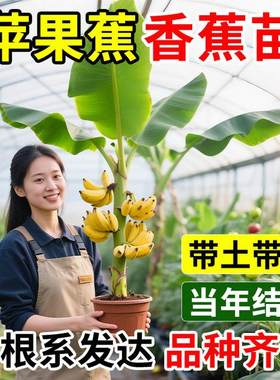 苹果香蕉树苗矮脚芭蕉粉蕉芭蕉盆栽地栽耐热寒果树苗四季庭院种植