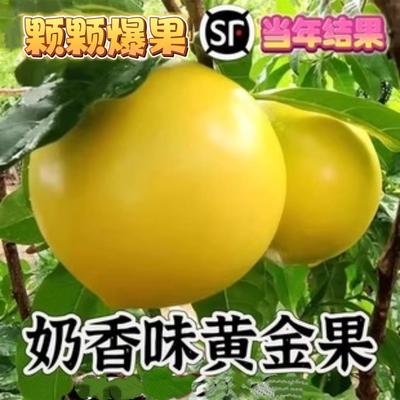 黄晶果树果苗嫁接黄金久