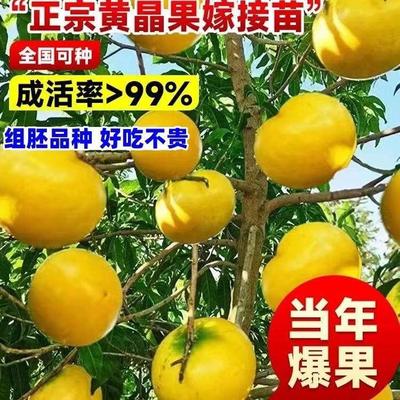 冬蜜黄晶果嫁接苗果树大