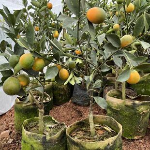 广西融安脆蜜金柑果树嫁接苗第三代金桔树苗当年结果带土发货