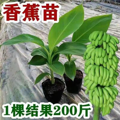 矮化香蕉粉蕉小米蕉苹果