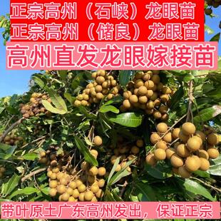 广东高州正宗石峡龙眼苗储良龙眼树苗桂圆大果南北方可种植嫁接苗