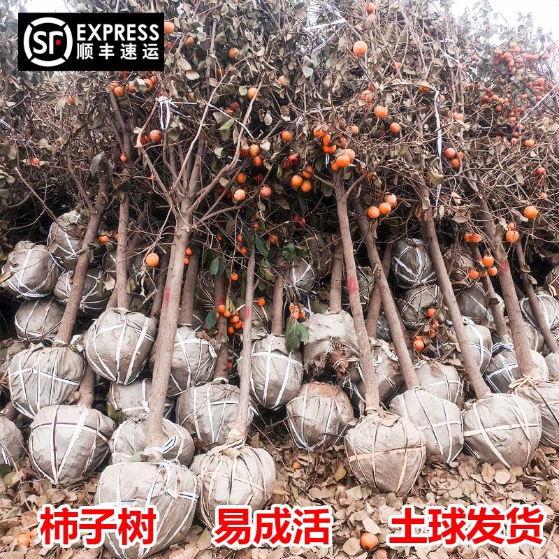 柿子树果苗特大带土无核