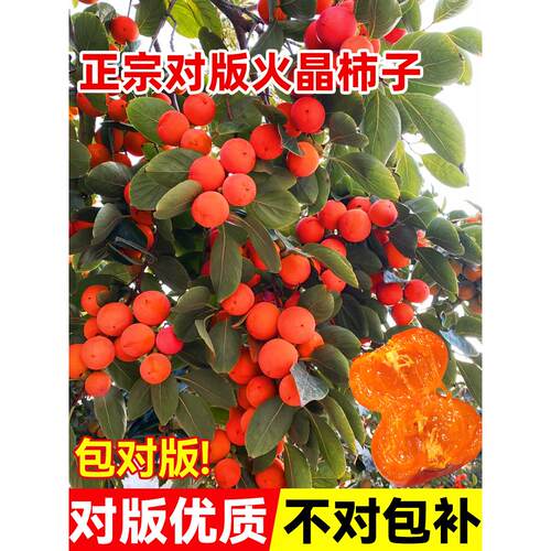 柿子苗树苗火晶柿子正宗对版嫁接果树南北方种植地栽脆甜当年结果