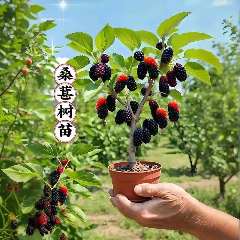 长果桑葚树苗桑果苗嫁接地盆栽南北方种植大叶无籽桑葚树当年结果