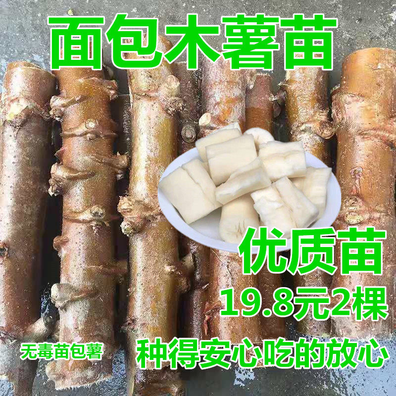 面包木薯苗广西新鲜木薯棍种树白心黄心南比种植包邮高产良种