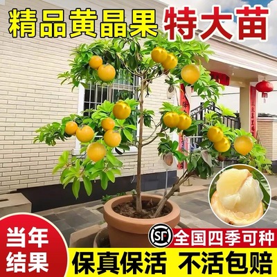 黄晶果树果苗黄金果苗久蜜冬蜜早熟盆栽嫁接四季当年结果南北方种