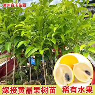 黄晶果树苗嫁接6号黄金果苗久蜜冬蜜四季当年结果南方种植盆地栽