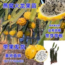 燕窝果苗带果新品种黄皮白肉火龙果嫁接苗麒麟果树当年结果黄火龙