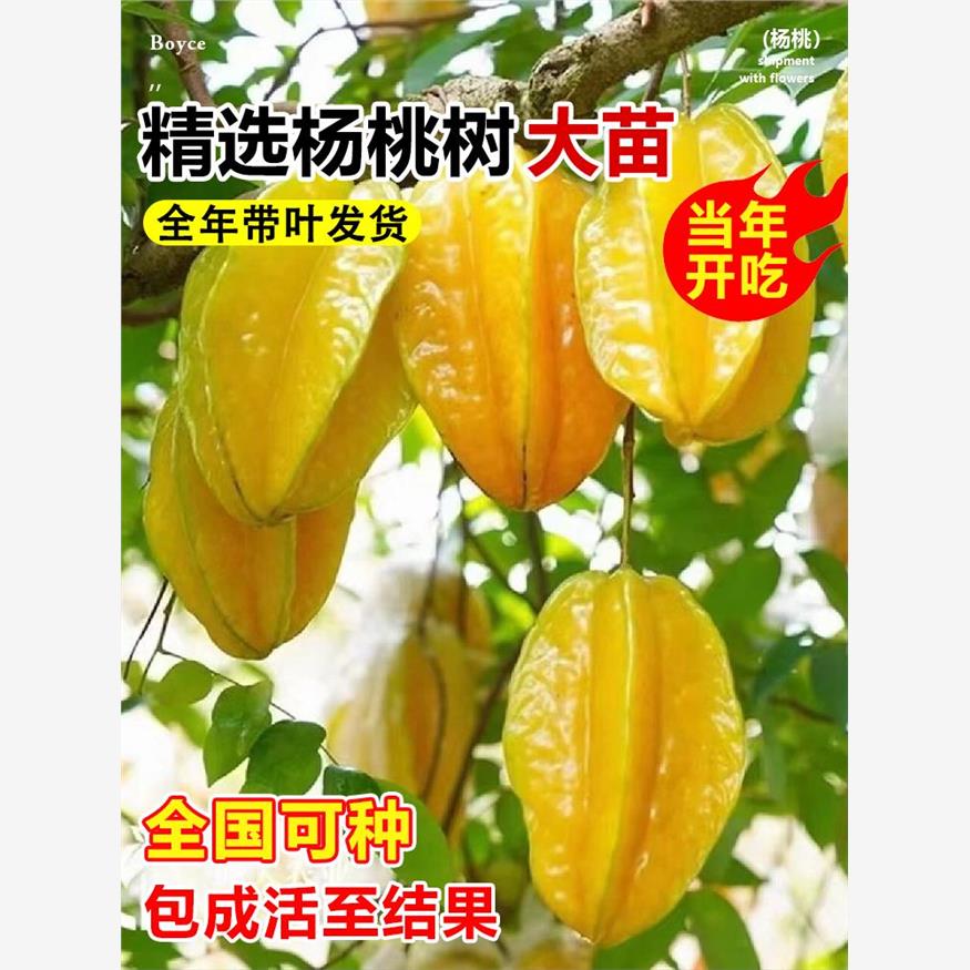 四季甜杨桃树果苗杨梅阳