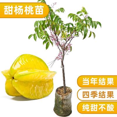 广西甜杨桃树苗清甜无杂味嫁接正宗品种四季结果包邮易活庭院