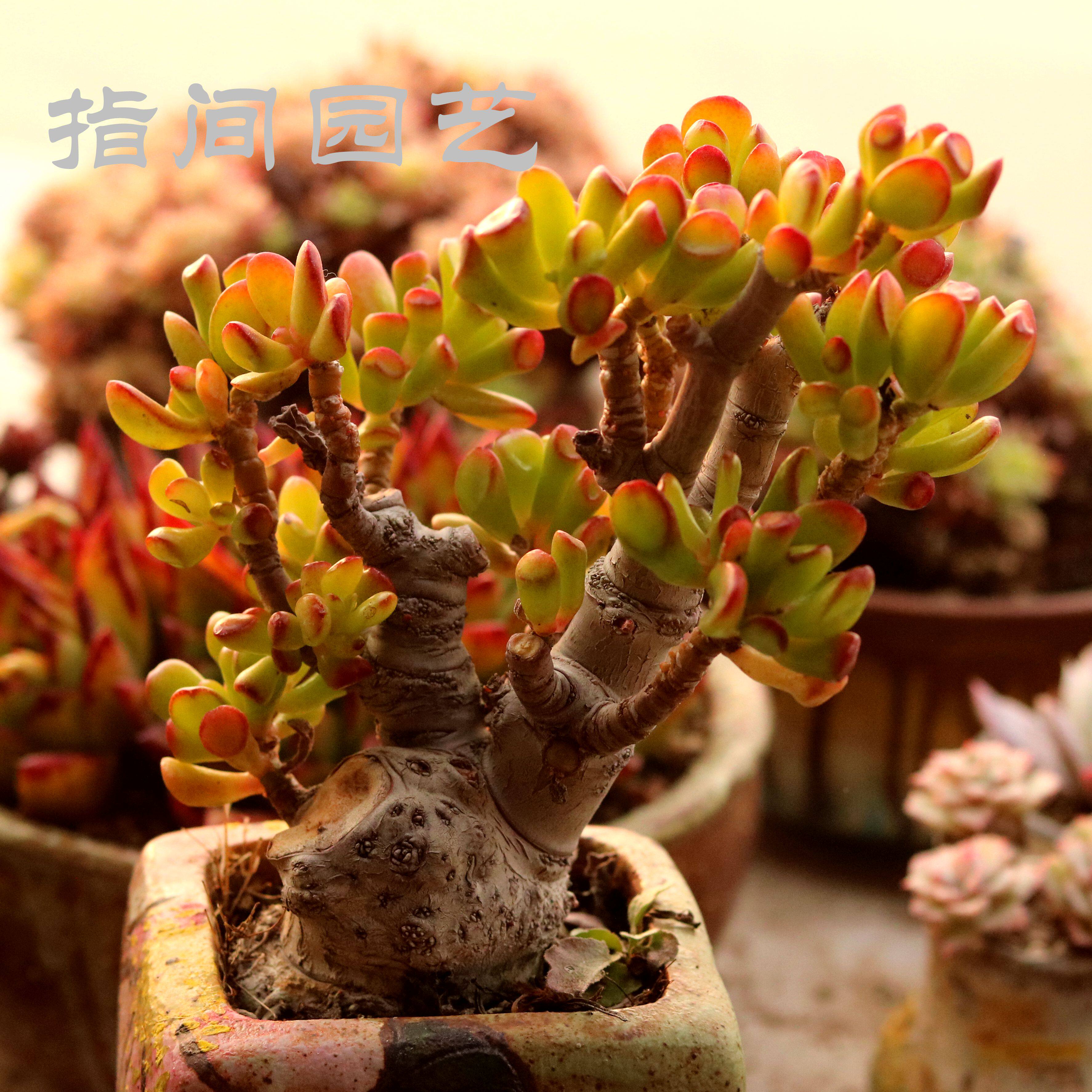 吸财树多肉植物 一物一拍控养多头老桩趣味花卉组合盆栽 指间园艺