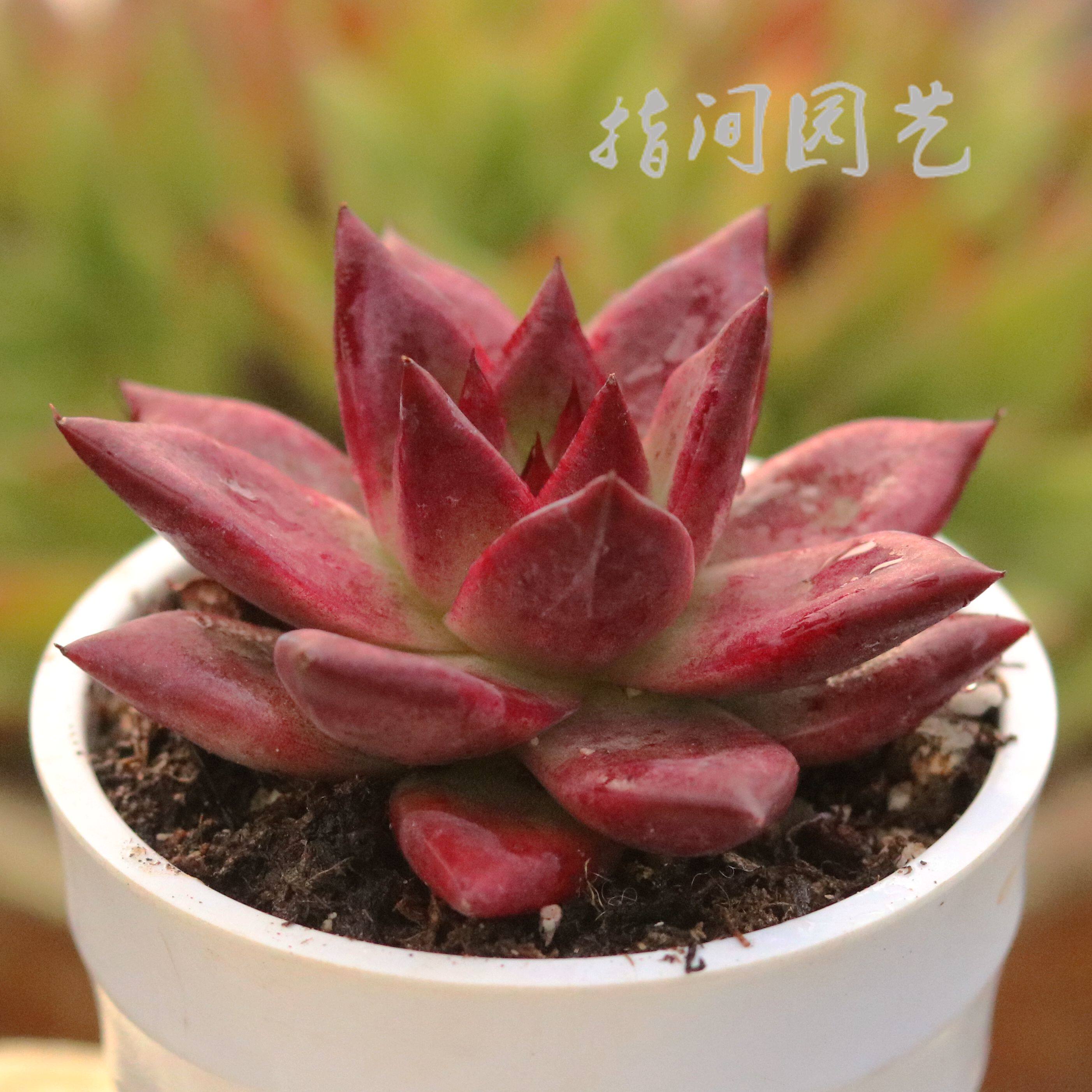 罗卡多肉植物 罗宾杂交新品乌木东云系室内阳台趣味盆栽 指间园艺