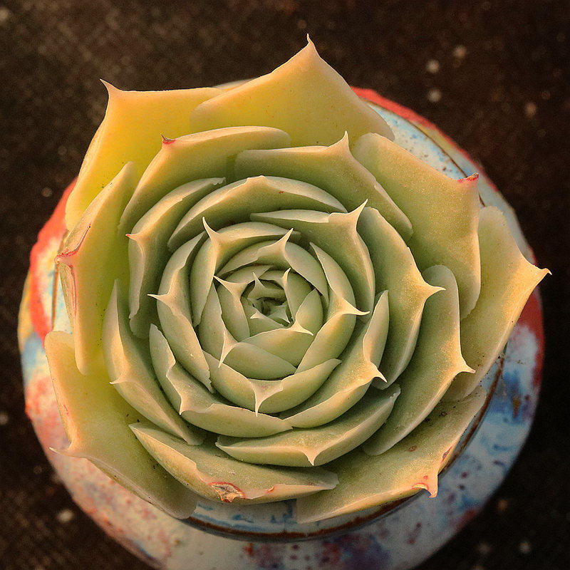 蓝丝绒多肉植物 精控新手好养室内阳台趣味花卉组合盆栽 指间园艺