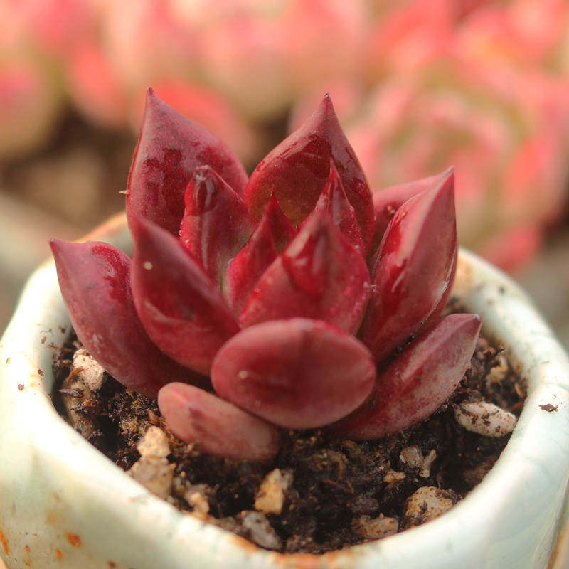 罗宾阳台好养多肉植物组合盆栽