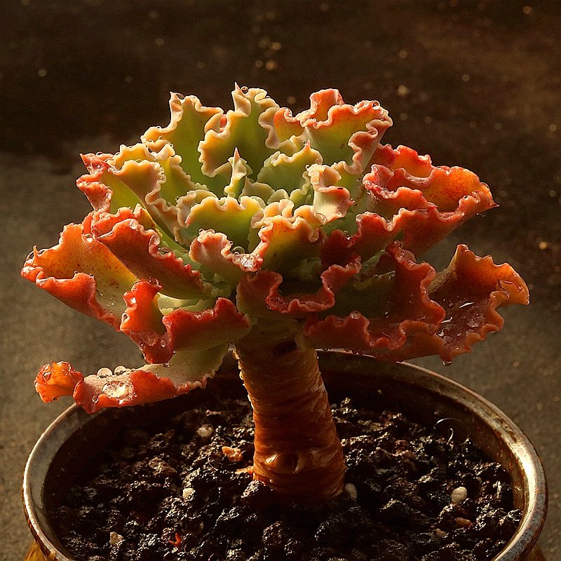 蓝狐多肉植物控养粗桩蕾丝边 室内盆栽植物花卉趣味组合 指间园艺