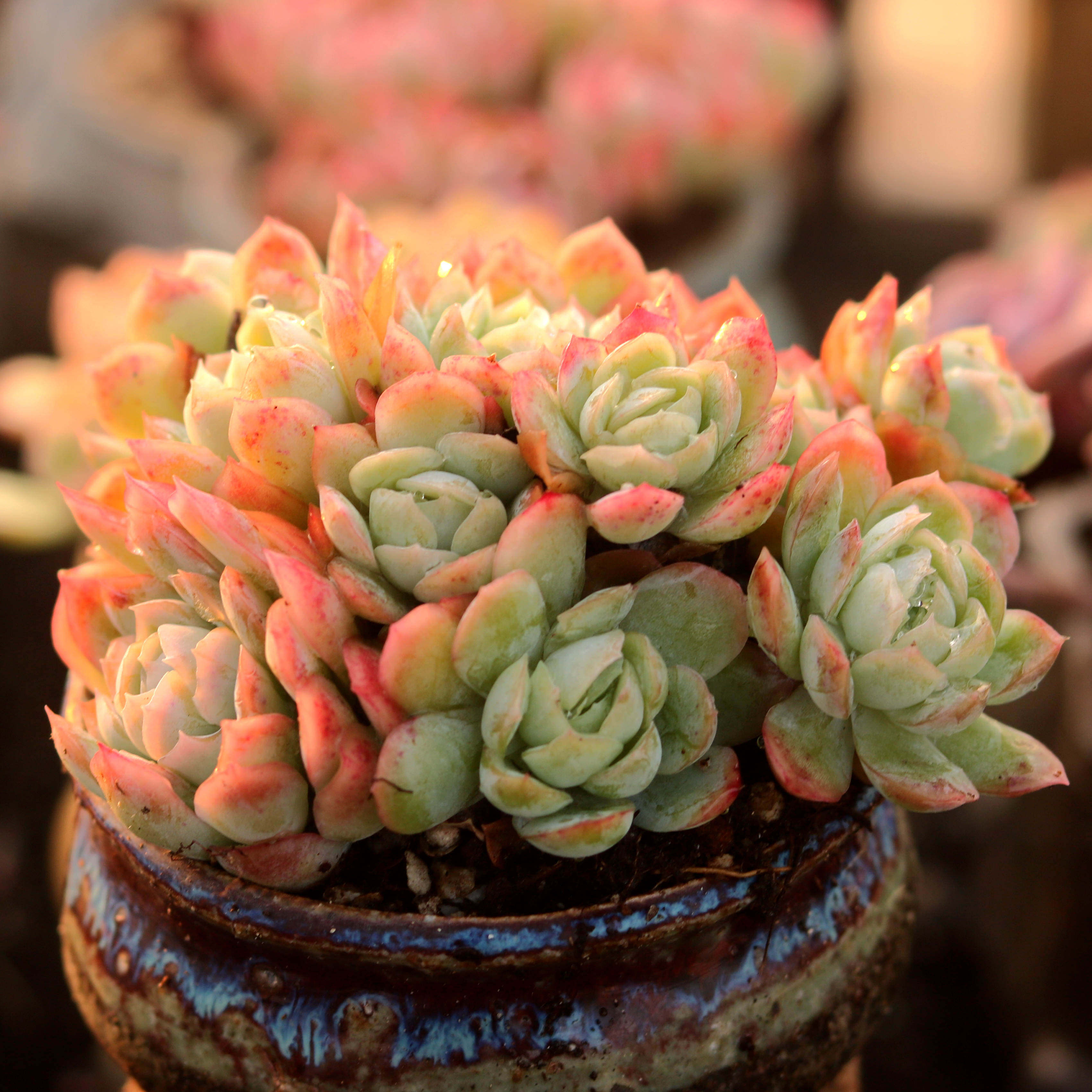 冰梅多肉植物控养多头群生肉肉室内阳台趣味花卉组合盆栽指间园艺