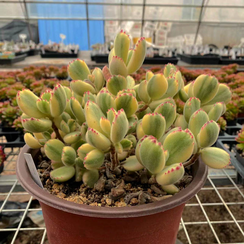 熊童子白熊绿熊黄熊多肉植物 室内阳台趣味花卉组合盆栽 指间园艺