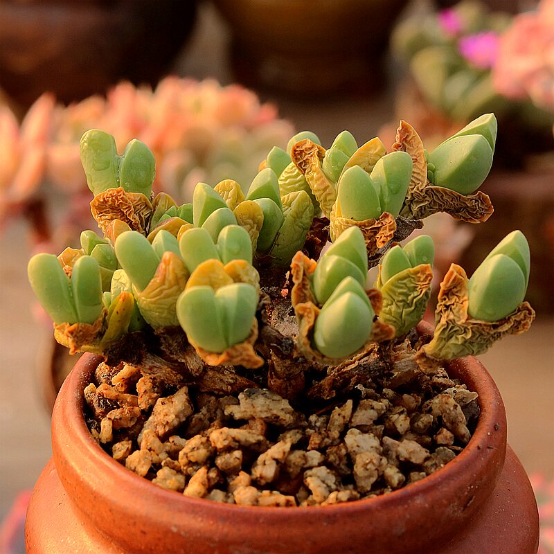 秋琴玉藻玲玉多肉植物控养多头老桩阳台趣味花卉组合盆栽指间园艺