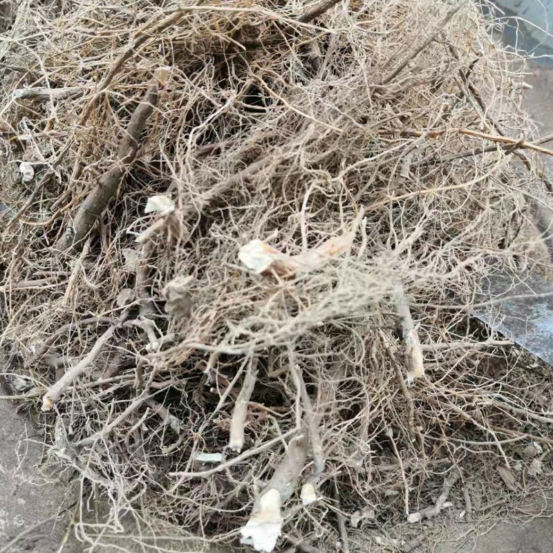 新鲜向日葵根须根胡纯须葵花中药材须茎干太阳花根须朝阳花500g