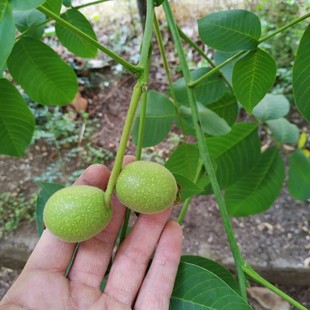 新鲜现摘青皮嫩核桃青皮无仁外皮涂抹汁液泡酒幼核桃煮水喝中草药