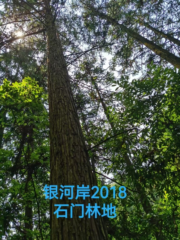 汉寿县银河岸农林科技发展有限公司名下坐落于石门县雁池乡琵琶洲片、母鸡峪片、青龙寺片四处林权不动产