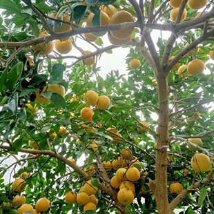 湖北荆州应季水果酸柑子泡柑丑柑子孕妇水果下火神器5斤包邮