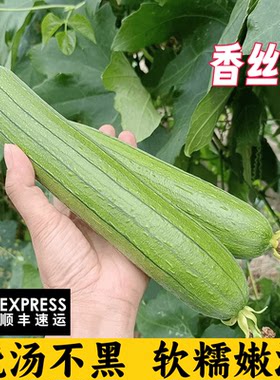 现摘现发江苏新鲜丝瓜奶油香丝瓜短胖肉丝瓜绿皮嫩丝瓜子孕妇下奶