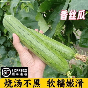 现摘现发江苏新鲜丝瓜奶油香丝瓜短胖肉丝瓜绿皮嫩丝瓜子孕妇下奶