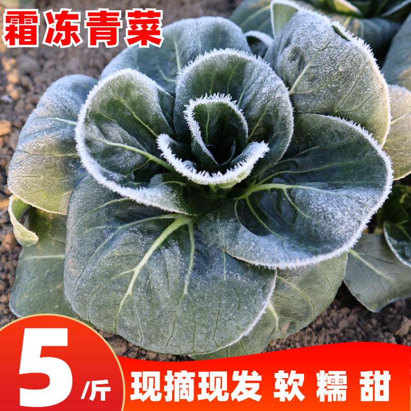 苏北农家霜冻大青现摘现发