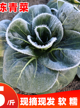 农家新鲜蔬菜霜冻苏州青油菜鲜嫩露天太湖青菜大青菜软糯甜5斤