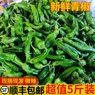 苏北农家自种新鲜薄皮青椒虎皮青辣椒菜椒牛角椒5斤时令蔬菜现摘