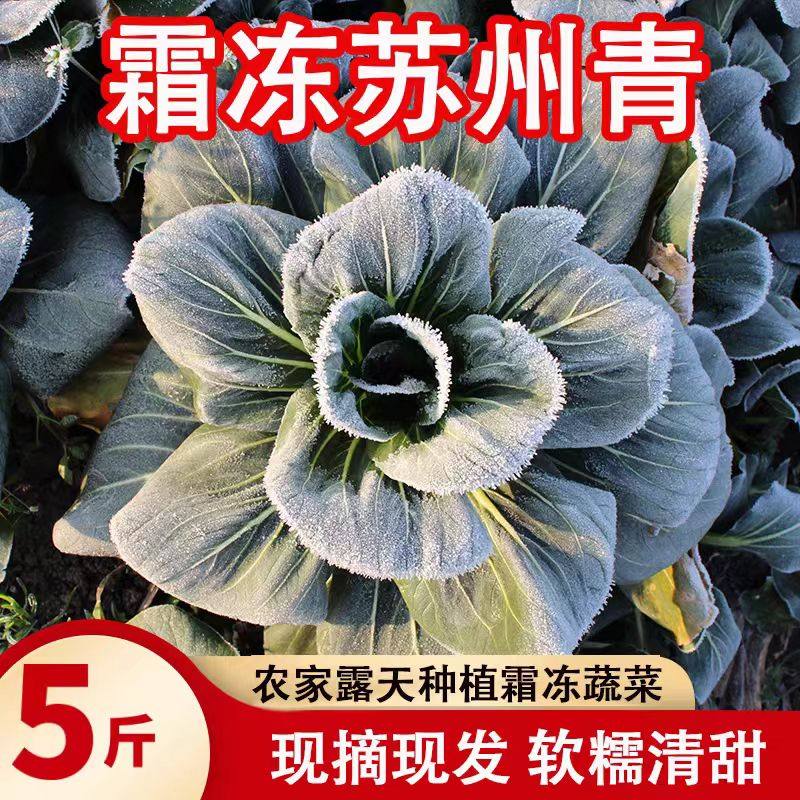 苏北农家新鲜蔬菜霜冻苏州青油菜鲜嫩露天太湖青菜大青菜软糯甜,水产肉类/新鲜蔬果/熟食,叶菜类,淘宝优惠券,粉丝福利购,淘宝优惠卷