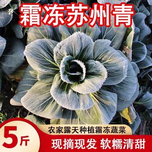 苏北农家新鲜蔬菜霜冻苏州青油菜鲜嫩露天太湖青菜大青菜软糯甜