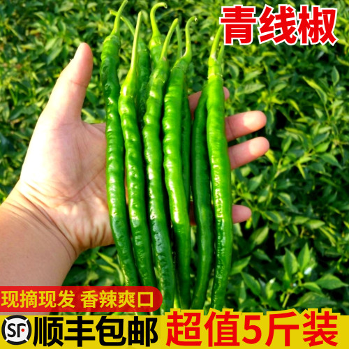 顺丰包邮新鲜线椒现摘现发