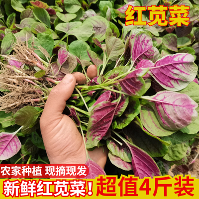 农家新鲜红苋菜现摘现发