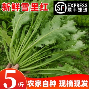 农家新鲜蔬菜雪里红雪菜芥菜烧排菜腊菜腌制雪里蕻咸菜下饭菜5斤