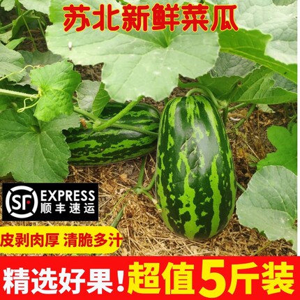 苏北农家新鲜菜瓜脆瓜水果新鲜花皮菜瓜青皮酥瓜烧瓜梢瓜生吃无糖